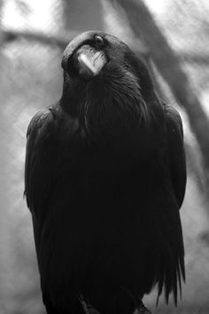 photo of a crow with their head tilting to the left