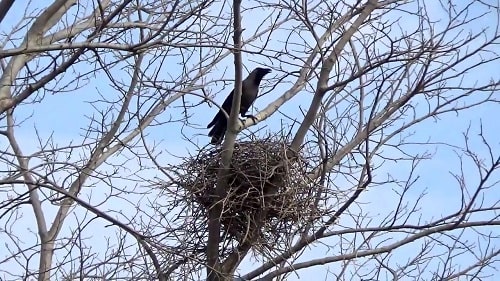 a crow's nest in a tree on a cloudy day, there is a crow in it